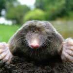 Making Mountains out of Moles: The molar pregnancy